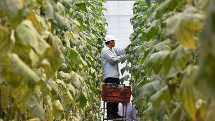 En México, 3 de cada 4 productores agrícolas adoptan innovaciones