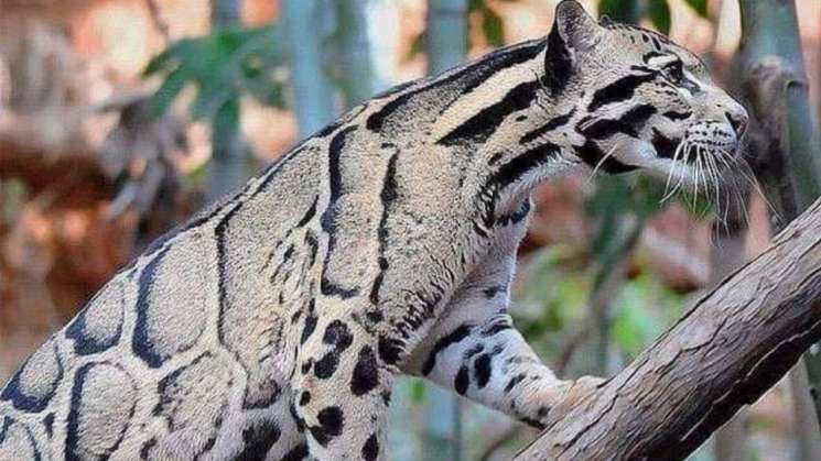 reaparece leopardo nublado después de 30 años