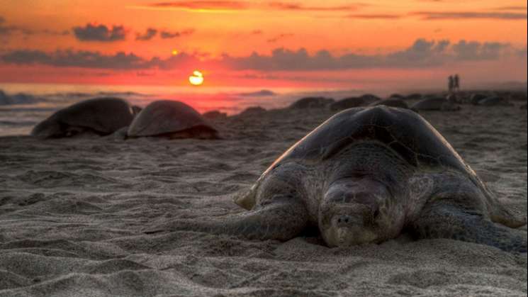 Llega arribazón de tortugas golfinas a costas de Oaxaca