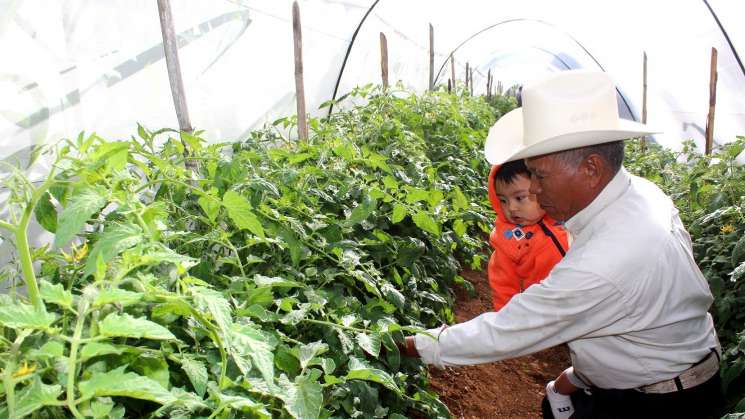 Municipio capitalino inicia Corredor Sustentable de Macrotúneles