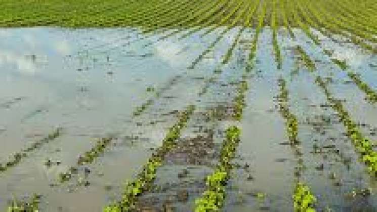 Más de 70 mil hectáreas de cultivos agrícolas dañados por lluvias