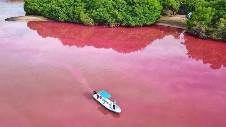 Laguna de Manialtepec se tiñe de rosa en costa de Oaxaca