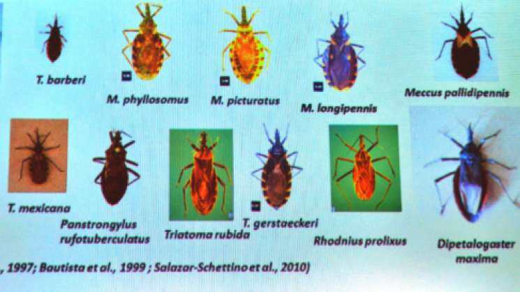 Hay más de un millón de mexicanos con el mal de Chagas