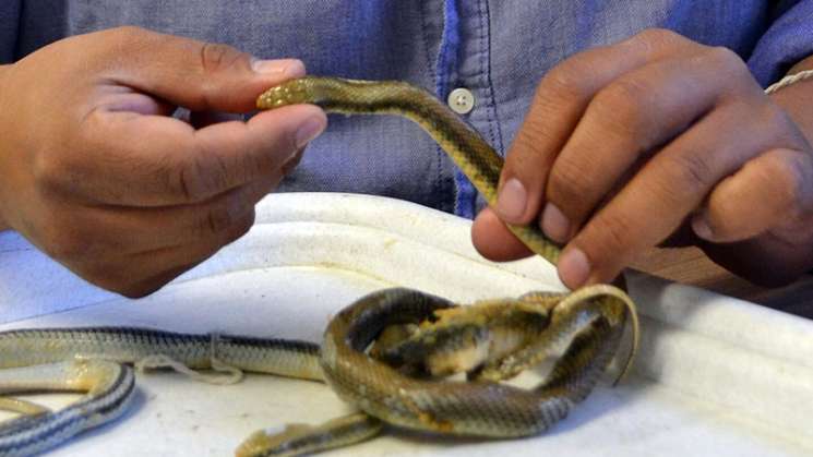 Hallan nueva especie de serpiente endémica de Oaxaca