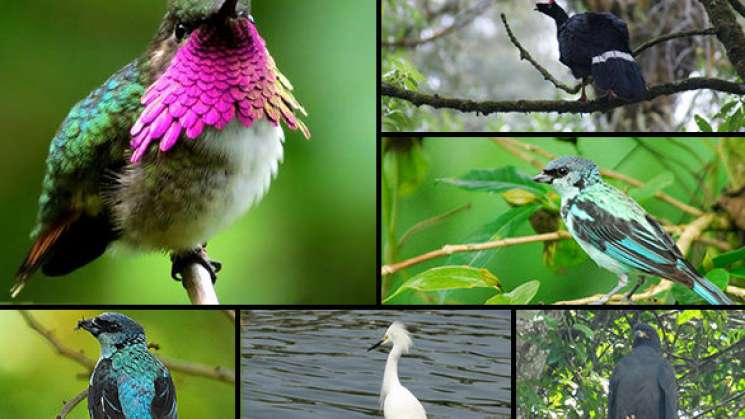 En México, 95% de aves endémicas están en extinción