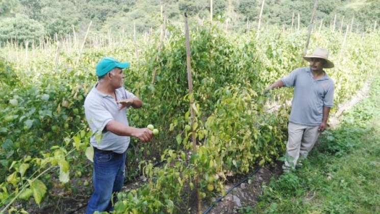 FAO impulsa la agricultura familiar en Oaxaca