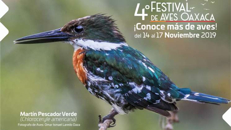 Alberga Oaxaca mayor cantidad de especies de aves en México