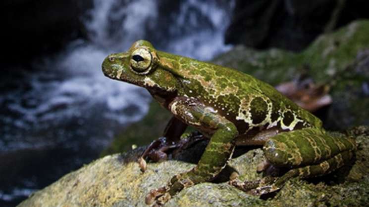 Biólogos descubren nueva especie de rana en Oaxaca