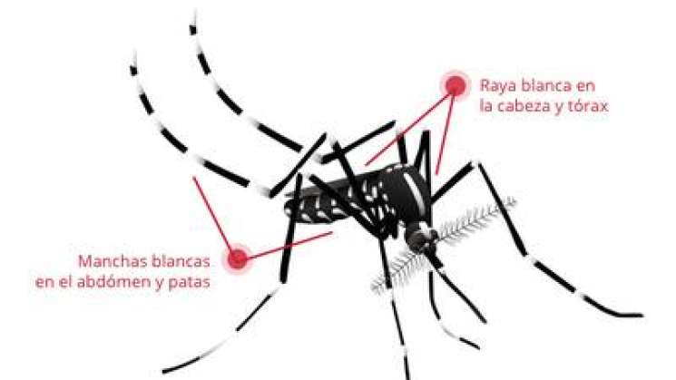 Oaxaca, 4º lugar en dengue con mil 471 casos y cuatro muertes 