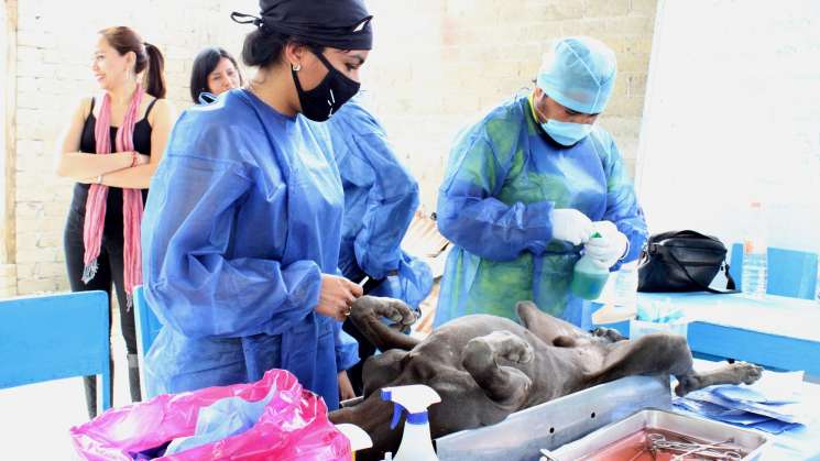 Atiende capital de Oaxaca sobrepoblación y abandono de mascotas