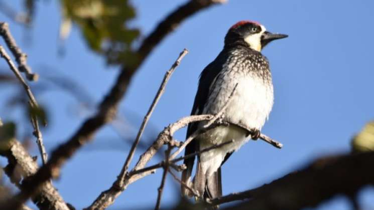 Hoy arranca el IV Festival de las Aves Oaxaca