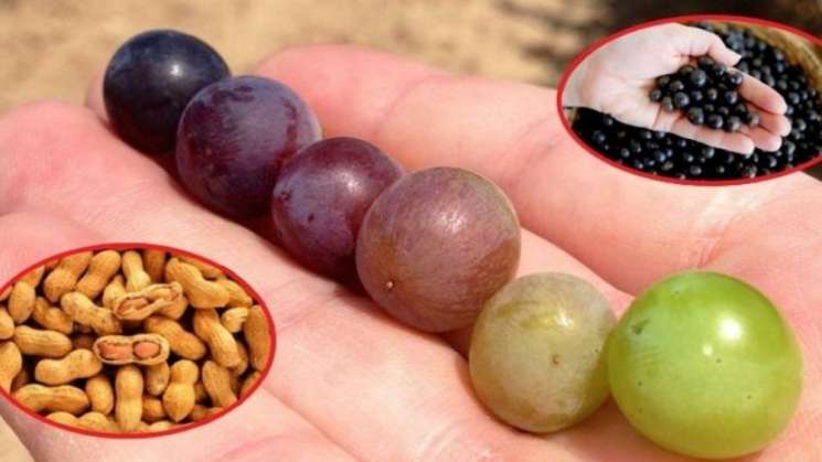 Recomienda Cinvestav uvas, moras y cacahuates contra el cáncer