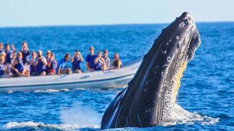 Inicia temporada de avistamiento de ballenas en costas de Oaxaca