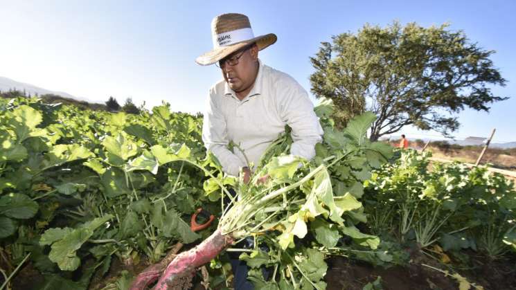 Realizan la tradicional cosecha para la Noche de Rábanos