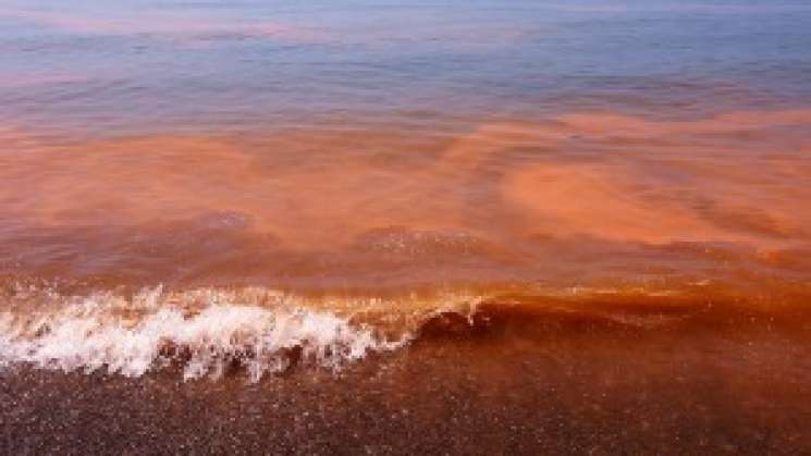 Declara SSO veda sanitaria por marea roja