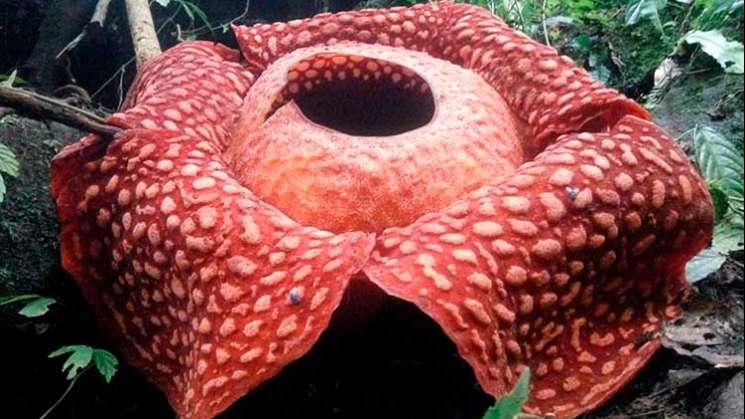 En Indonesia descubren la flor más grande del mundo