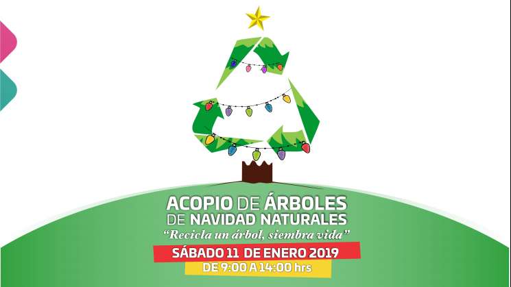 Realizará Semaedeso acopio de árboles naturales de Navidad