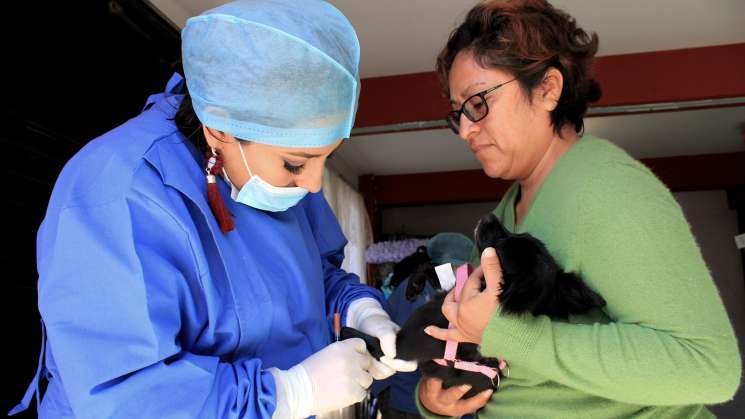 Brinda Ayuntamiento capitalino esterilización animal en la alemán