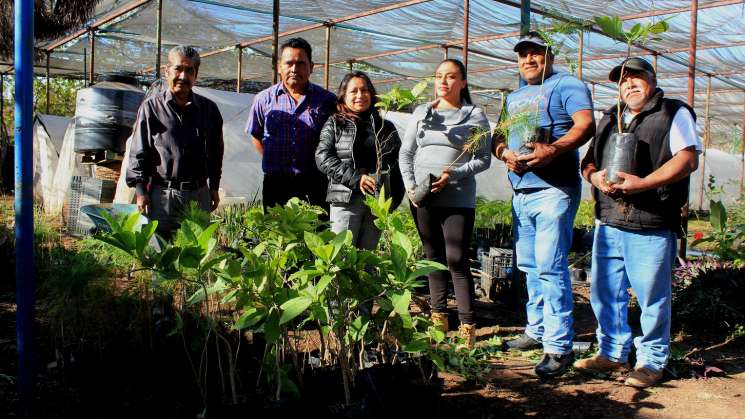 Entrega Ayuntamiento árboles a vecinos de Santa Rosa