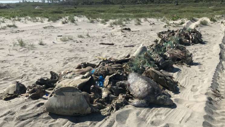  En Costa de Oaxaca por marea roja siguen muriendo tortugas 