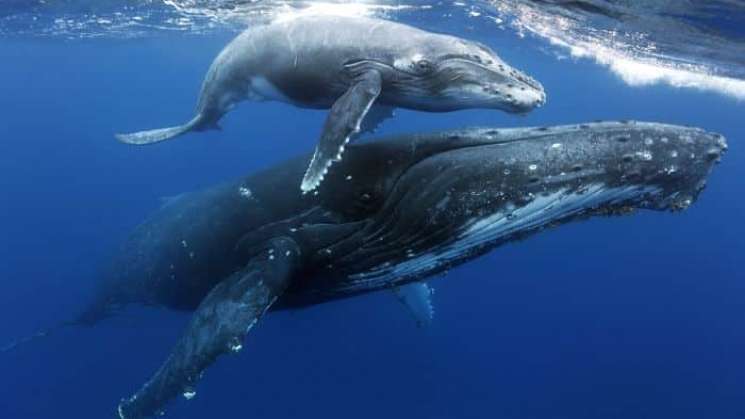  Nacen 14 ejemplares de ballena gris en Baja California Sur