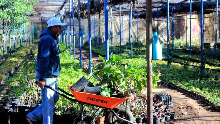 Vivero Municipal, el más importante proveedor de arbolado urbano