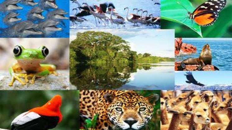 Las metas globales de biodiversidad al 2030