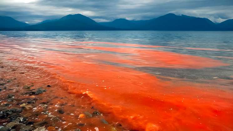 Levanta SSO veda sanitaria en tres municipios por marea roja