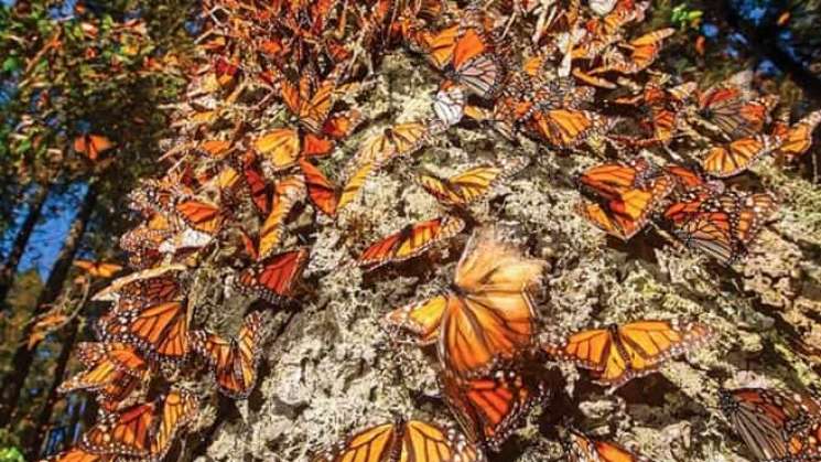 Migración de la mariposa monarca en Norteamérica en peligro