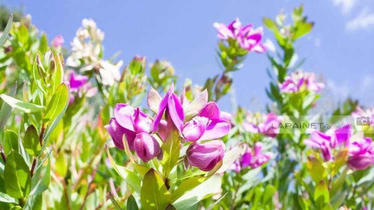 La primavera se adelanta en 2020