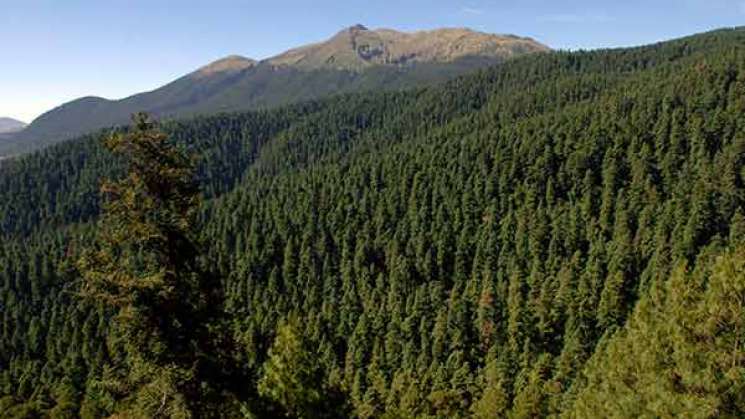 El planeta no podrá sobrevivir sin los bosques: experto de UNAM