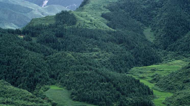 la Tierra está más verde y con más árboles que hace 20 años