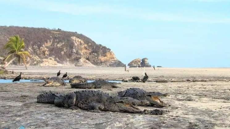 En Oaxaca cocodrilos 