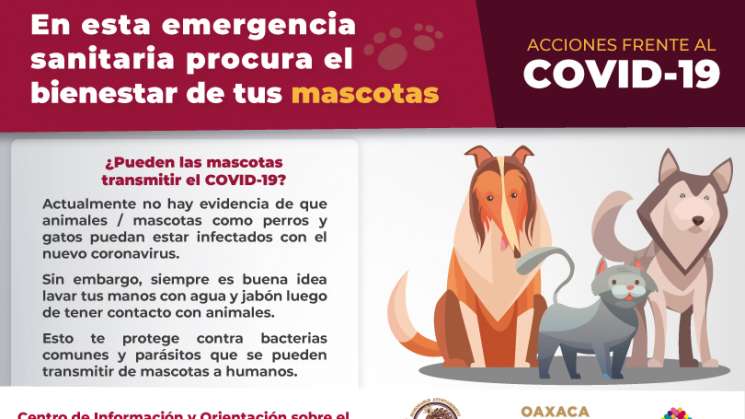 Exhorta Ayuntamiento de Oaxaca a procurar bienestar animal