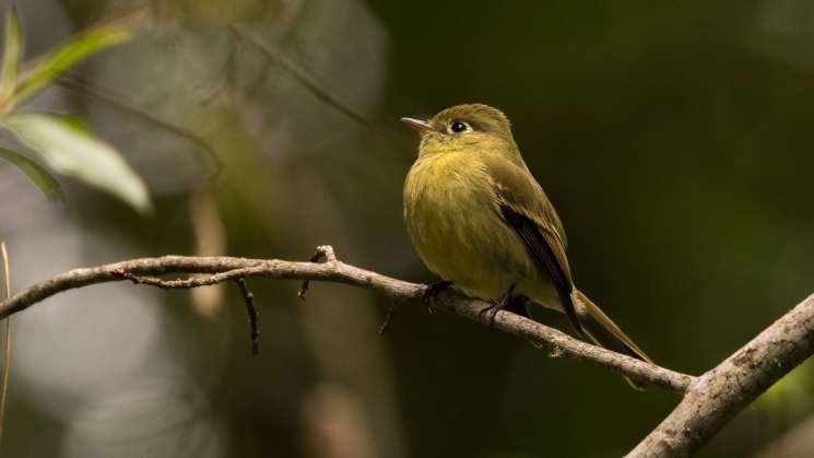 Oaxaca, importante ruta de aves migratorias en América