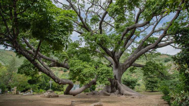 Diversidad biológica, el gran tesoro de Oaxaca: Semaedeso  