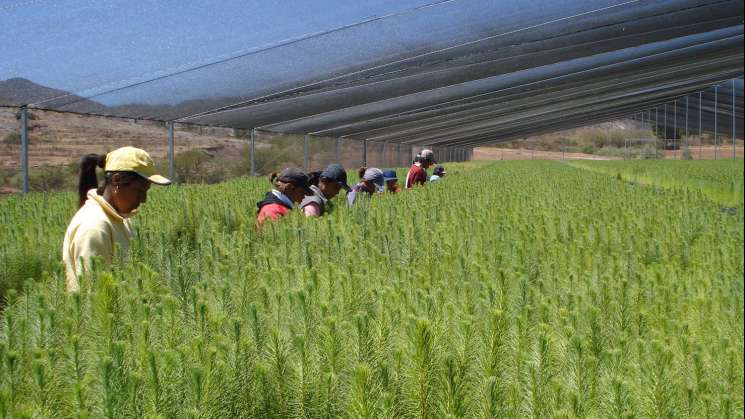 Dona la FAHHO cinco millones de árboles para reforestar Oaxaca