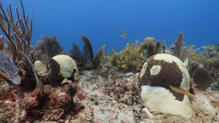 Síndrome blanco, amenaza para la integridad ecológica del Caribe 