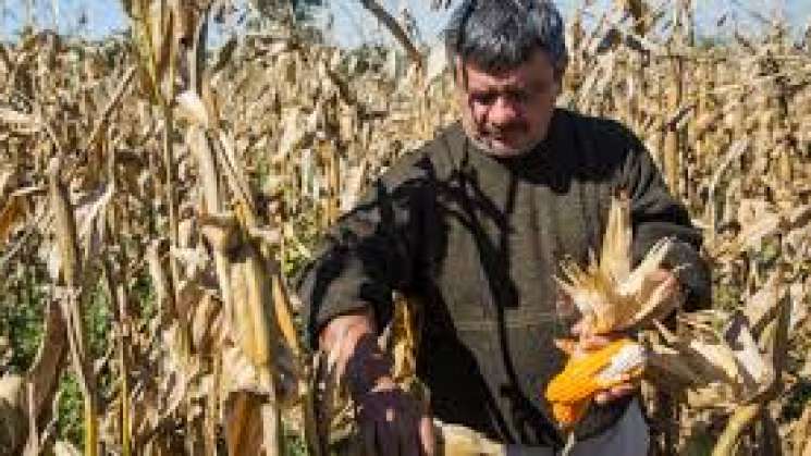 Otorga Congreso de Oaxaca protección legal a agricultura familiar