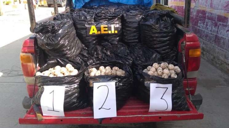 Aseguran 25 mil huevos de tortuga en el Istmo de Tehuantepec