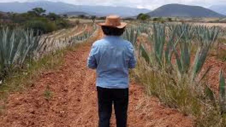 Mezcal oaxaqueño, el destilado que frenó la migración