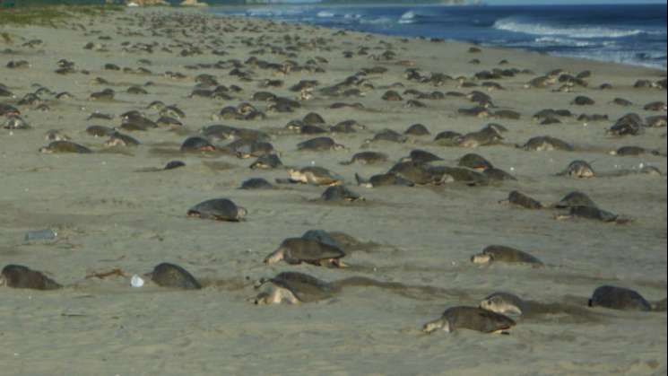  Conanp anuncia primera arribada de tortuga golfina a Oaxaca  