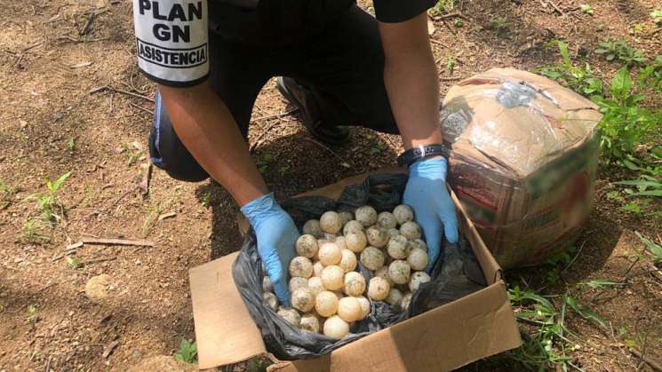 Confisca GN 1, 300 huevos de tortuga en la costa de Oaxaca