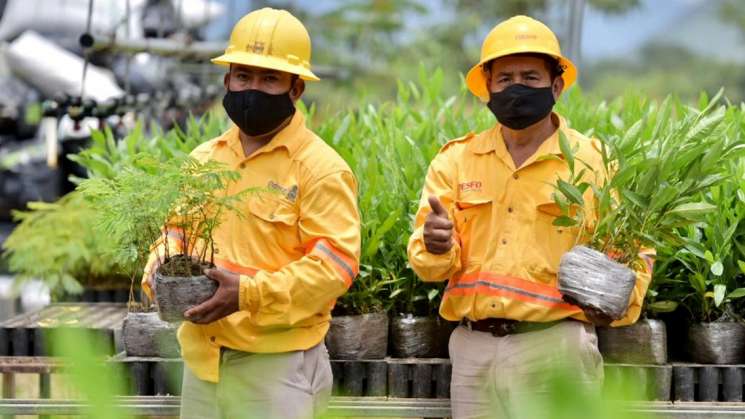 Plantarán 60 mil árboles maderables en municipios de la Sierra 