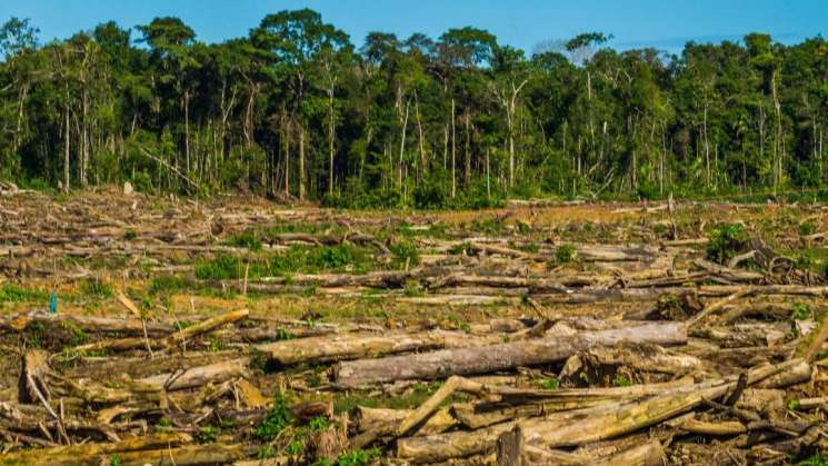 Deforestación, posible causa para la aparición de nuevas pandemia