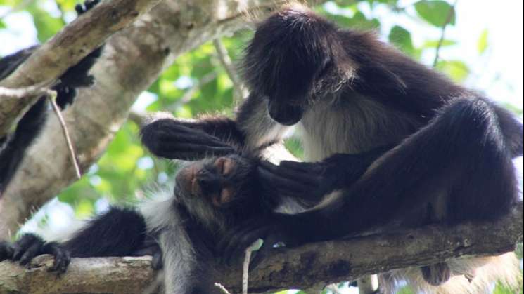 Monos araña actúan como computadoras colectivas