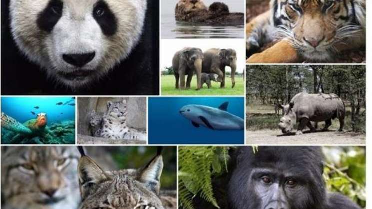 10 animales en peligro de extinción a causa del cambio climático