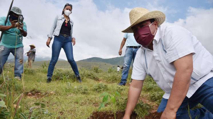 Inician Jornada de reforestación en Valles Centrales