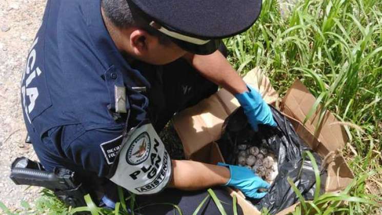 Recupera Guardia Nacional 405 huevos de tortuga en el Istmo