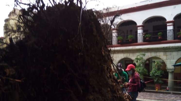 Semaedeso revisa caída de árbol en zócalo de capital Oaxaqueña